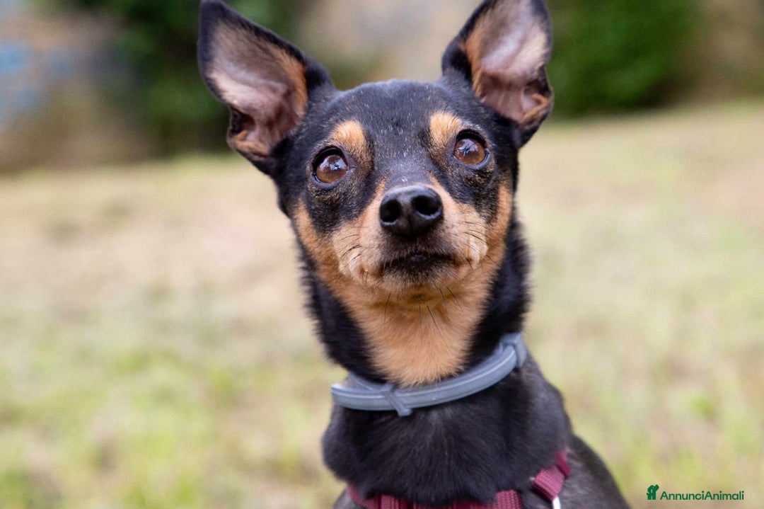 Pinscher Miniatura cani in regalo: STARLET, MINI PINSCHER dolcissima a Città Metropolitana di Firenze - Immagine 4