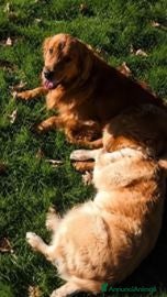 Golden Retriever cani Cuccioli di Golden Retriever - Annuncio 2