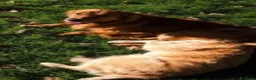 Golden Retriever cani in vendita: Cuccioli di Golden Retriever - Annuncio 1