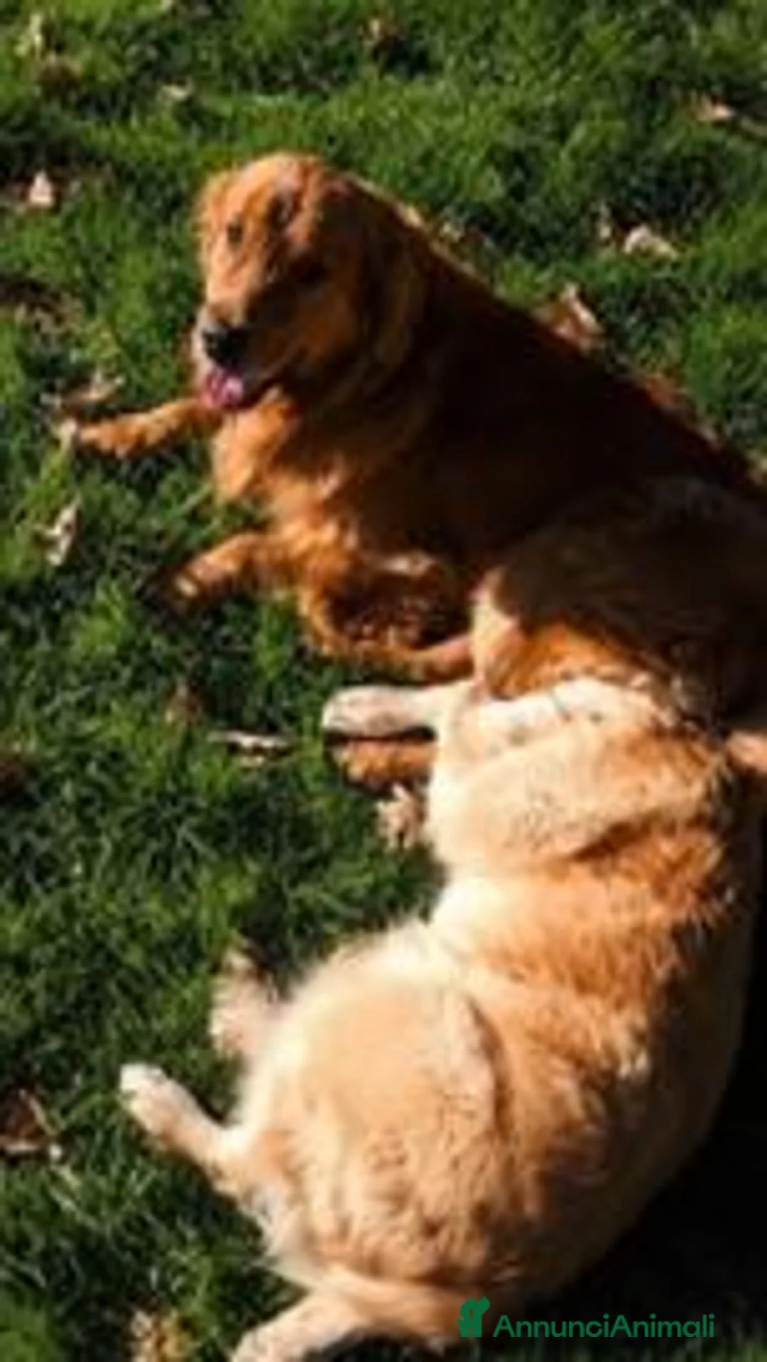 Golden Retriever cani in vendita: Cuccioli di Golden Retriever - Annuncio 1