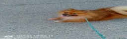 Spitz cani in vendita: Vendo un cucciolo e mamma e papa a Città Metropolitana di Torino - Annuncio 3