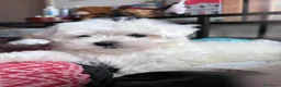 Maltese cani in vendita: Cuccioli maltese - Annuncio 5