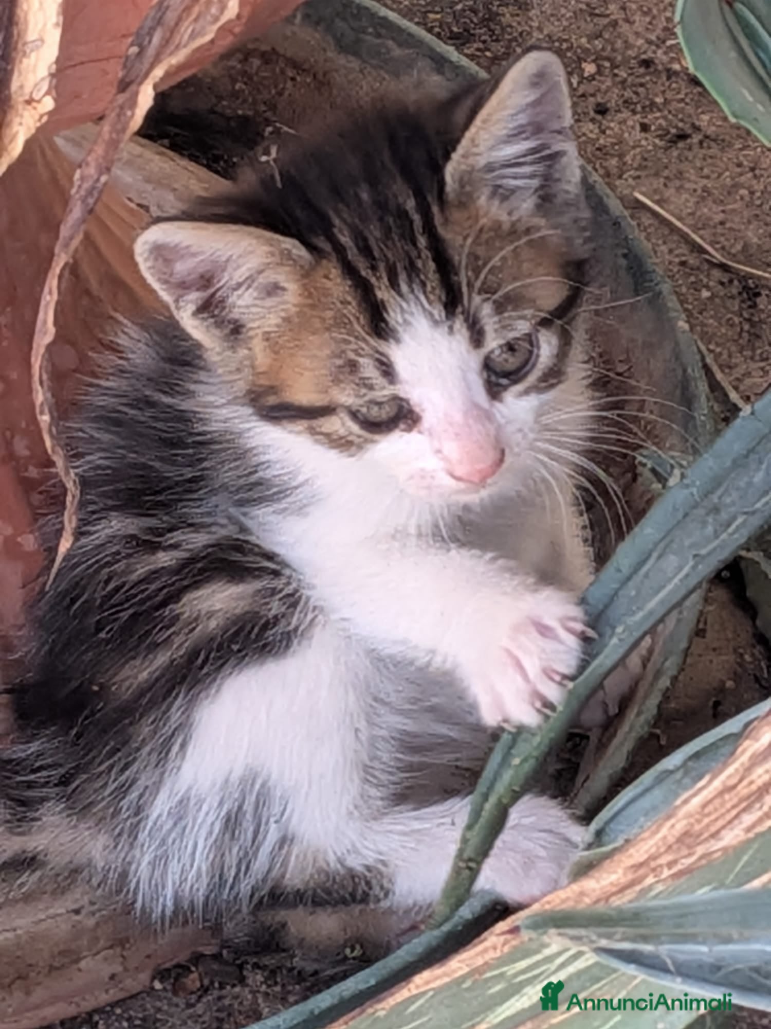 Meticcio gatti gattini portafortuna - Annuncio 12