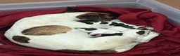 Jack Russell cani in vendita: Cuccioli di jack russell - Annuncio 2