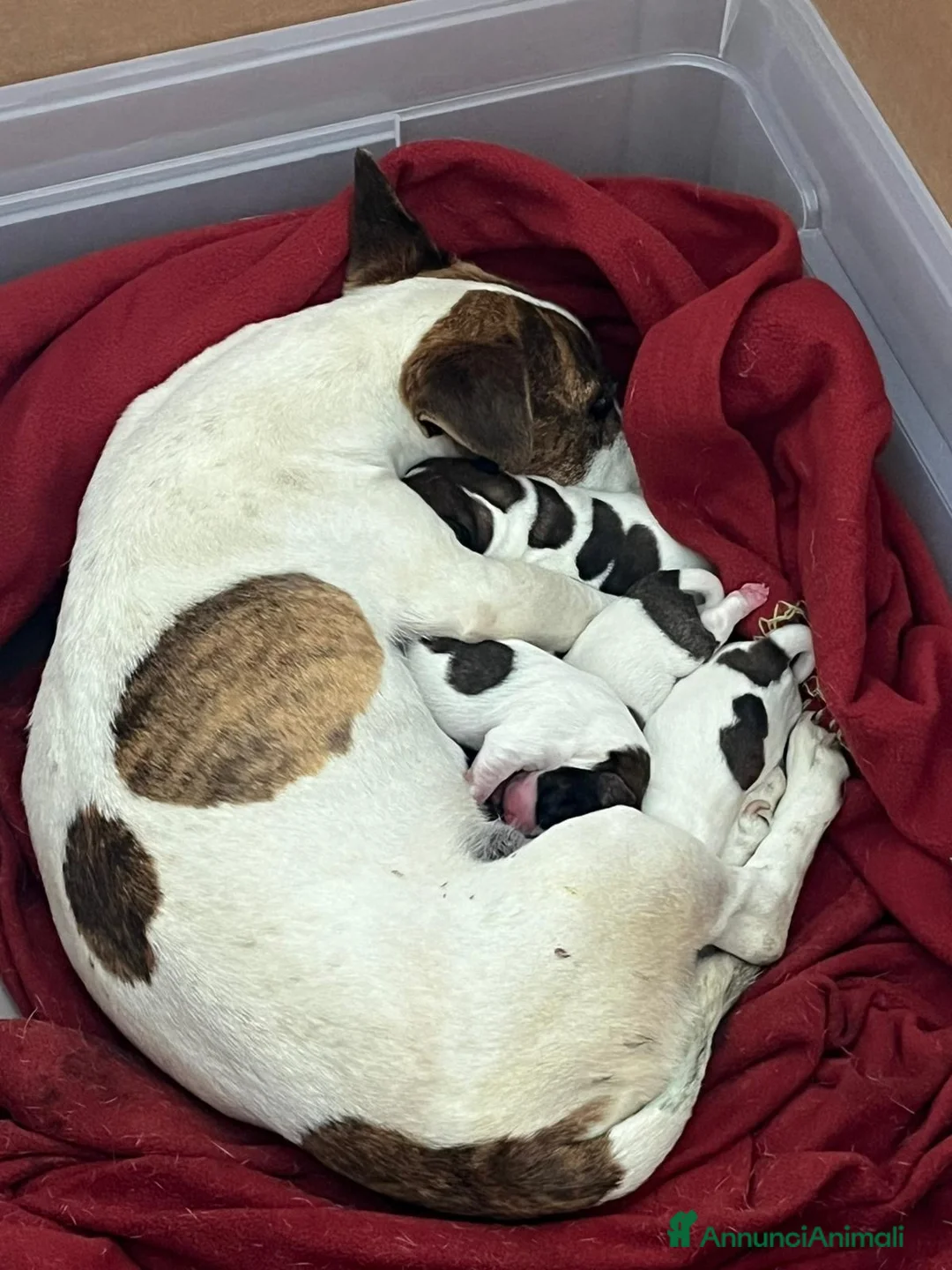 Jack Russell cani in vendita: Cuccioli di jack russell - Annuncio 2