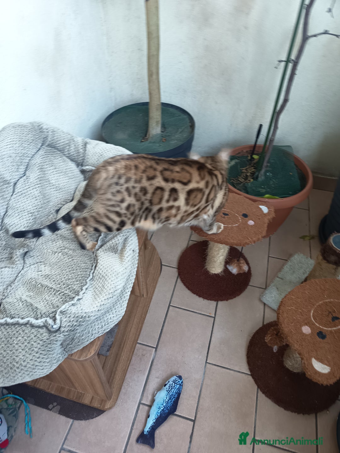 Bengala gatti in vendita: feminuccia Bengala  - Annuncio 6