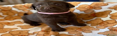 Labrador 2