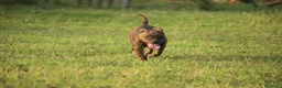 Pitbull cani in vendita: Cuccioli Pit Bull con pedigree anche a rate - Annuncio 22