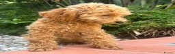 Barboncino Toy cani in vendita: Barboncine Toy rosso/fulvo - Annuncio 8