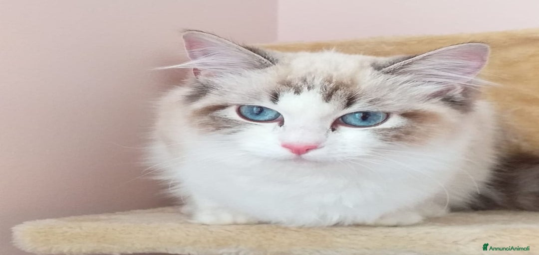 Immagine della galleria {{count}}