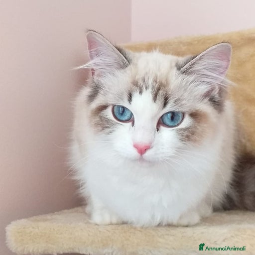 Immagine della galleria {{count}}