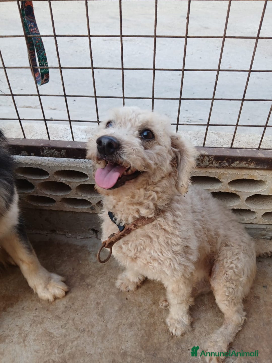 Maltese cani in regalo: Lola, una piccola maltese - Annuncio 2