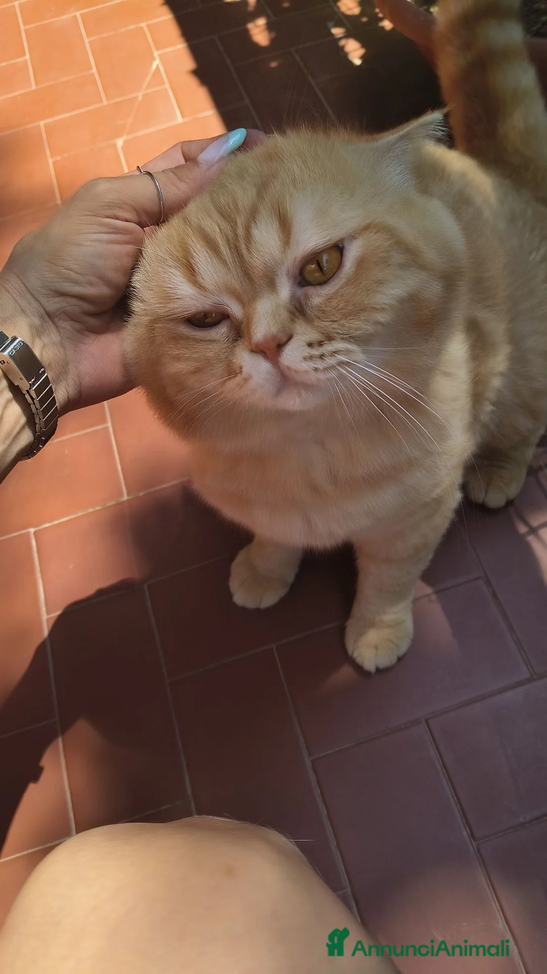 Scottish gatti in regalo: Scottish a Provincia di Avellino - Annuncio 6