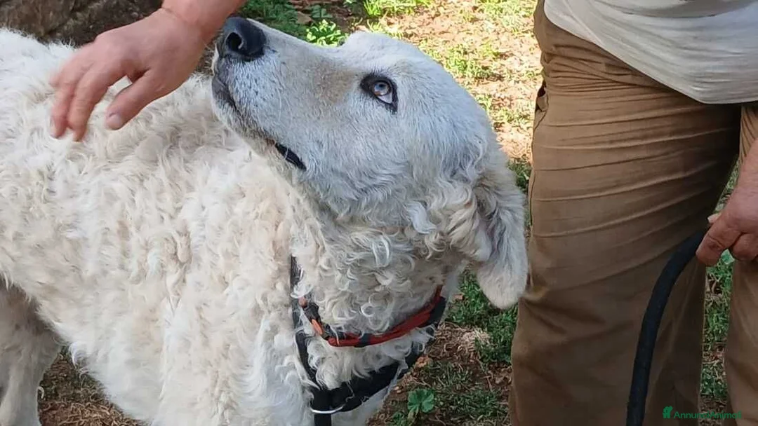 Meticcio cani in regalo: MIMMO PRESO A BASTONATE HA BISOGNO DI TE - Annuncio 4
