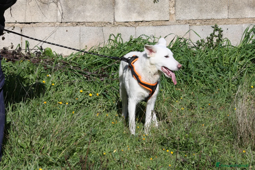 Meticcio cani in regalo: Erik stupendo mix pastore svizzero in adozione  - Annuncio 2