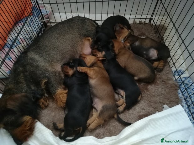 Bassotto cani Bassotto pelo duro - Annuncio 3