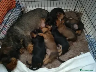 Bassotto cani Bassotto pelo duro - Annuncio 14