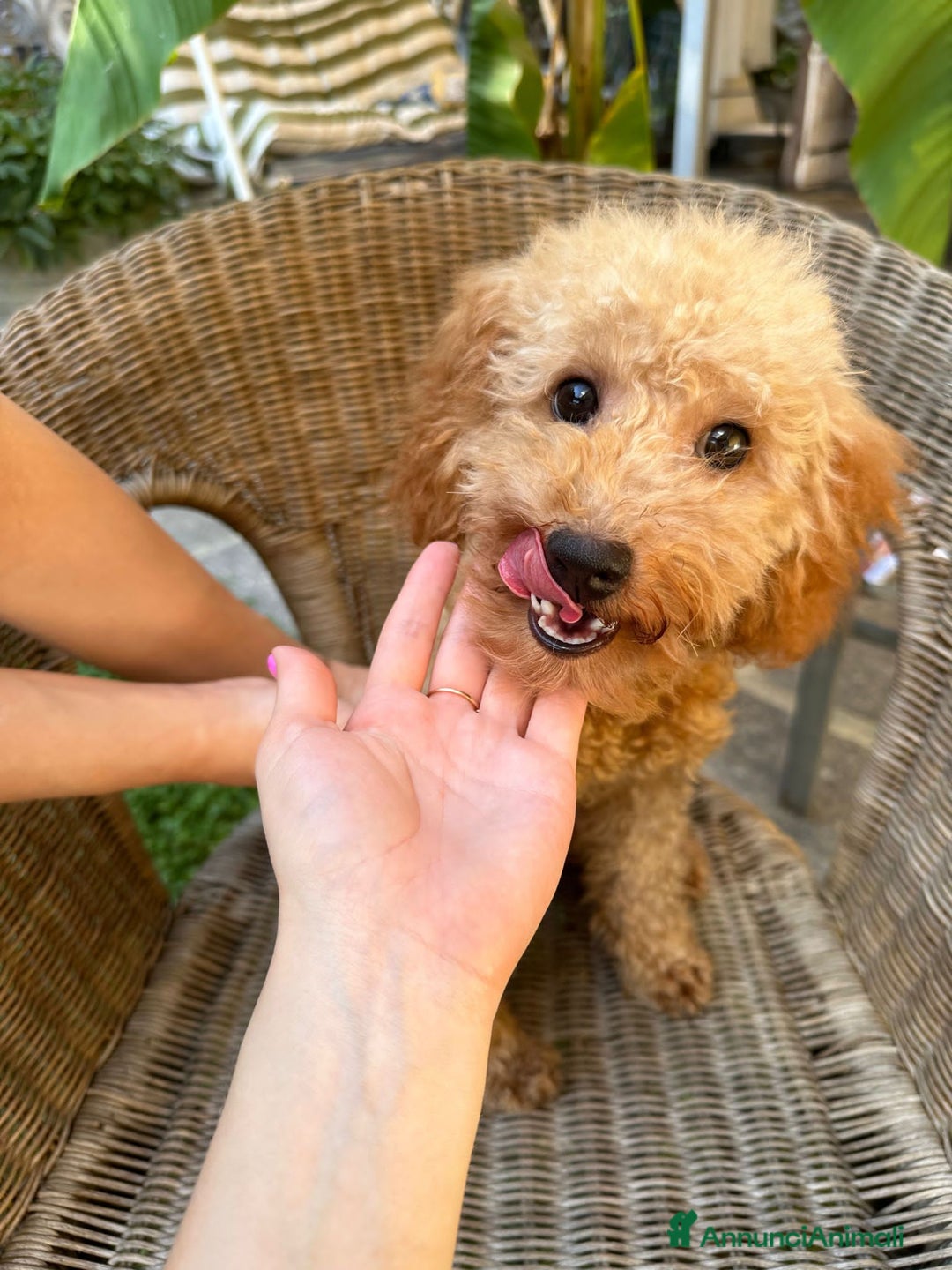 Barboncino cani in vendita: Barboncini fulvi toy e nani con Pedigree - Annuncio 12