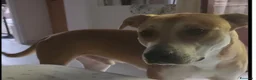Meticcio cani in regalo: Ares 2anni SOS DEVE TROVARE 1ALTRA CASA.MILANO  - Annuncio 5