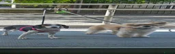 Meticcio cani in regalo: TANTI CUCCIOLI SOLI a Provincia di Vicenza - Annuncio 2