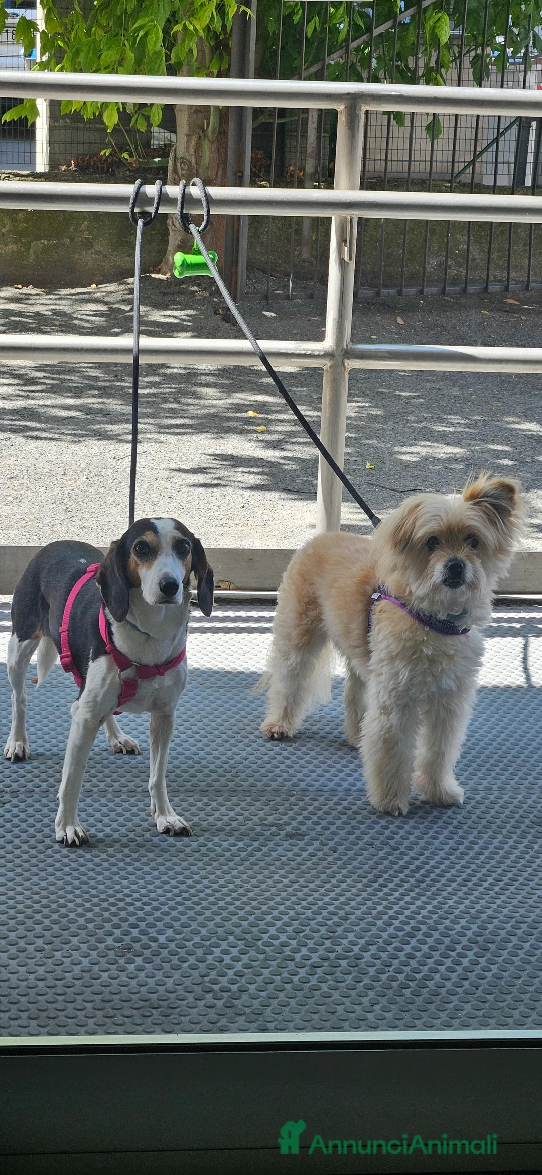 Meticcio cani in regalo: TANTI CUCCIOLI SOLI a Provincia di Vicenza - Annuncio 2