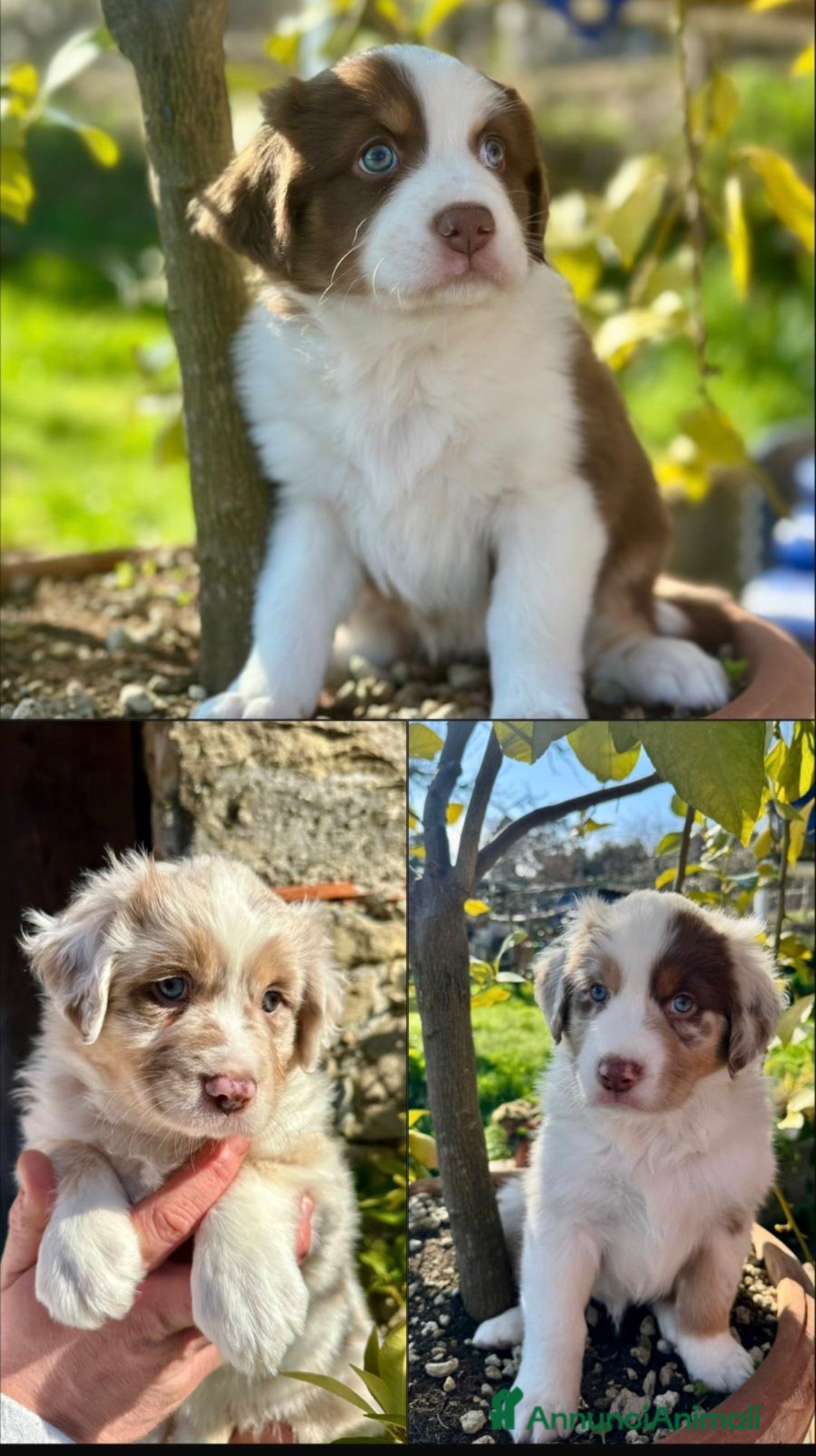 Australian Shepherd cani Cuccioli di Pastore Australiano  RED MERLE - Annuncio 1