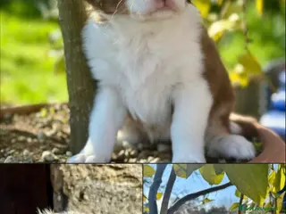 Australian Shepherd cani Cuccioli di Pastore Australiano RED MERLE - Annuncio 28