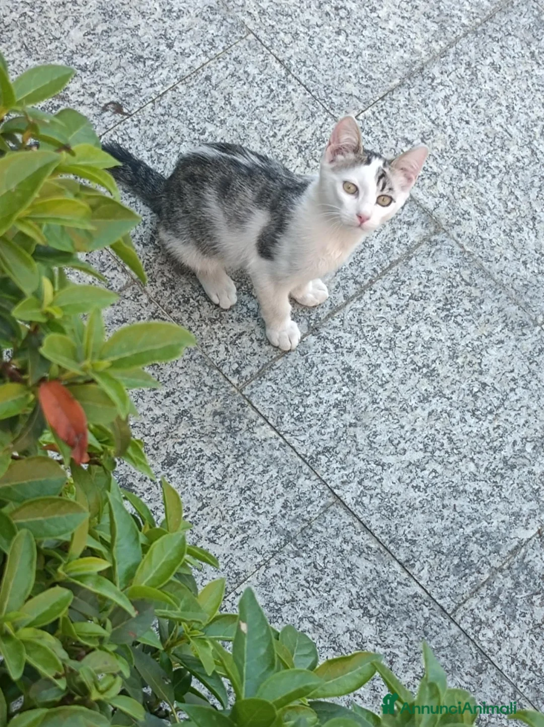 Meticcio gatti in regalo: Cerco casa a Città Metropolitana di Torino - Annuncio 3