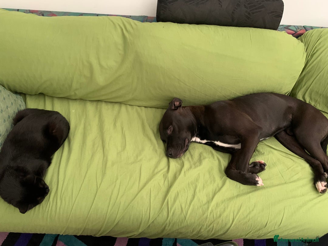 Pitbull cani in regalo: Chester Pitbull 2 anni maschio - Annuncio 8