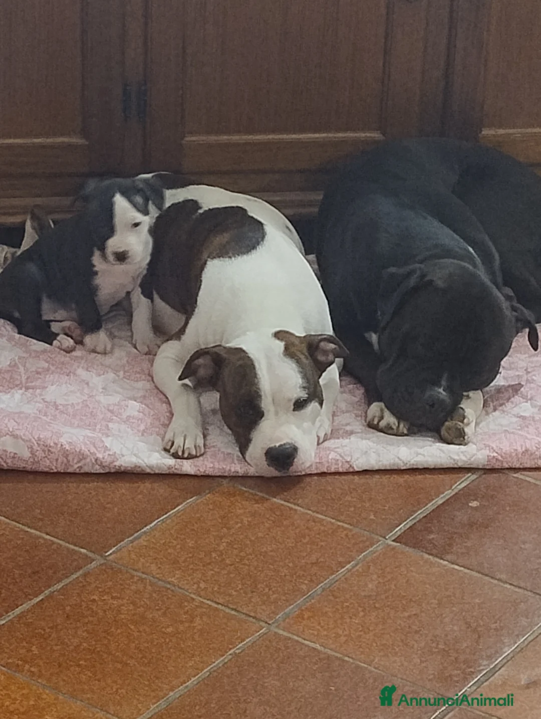 American Staffordshire cani in vendita: Cuccioli di amstaff - Annuncio 2