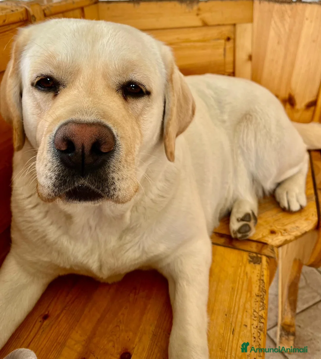 Labrador cani in vendita: Stupendi cuccioli di Labrador - Annuncio 2