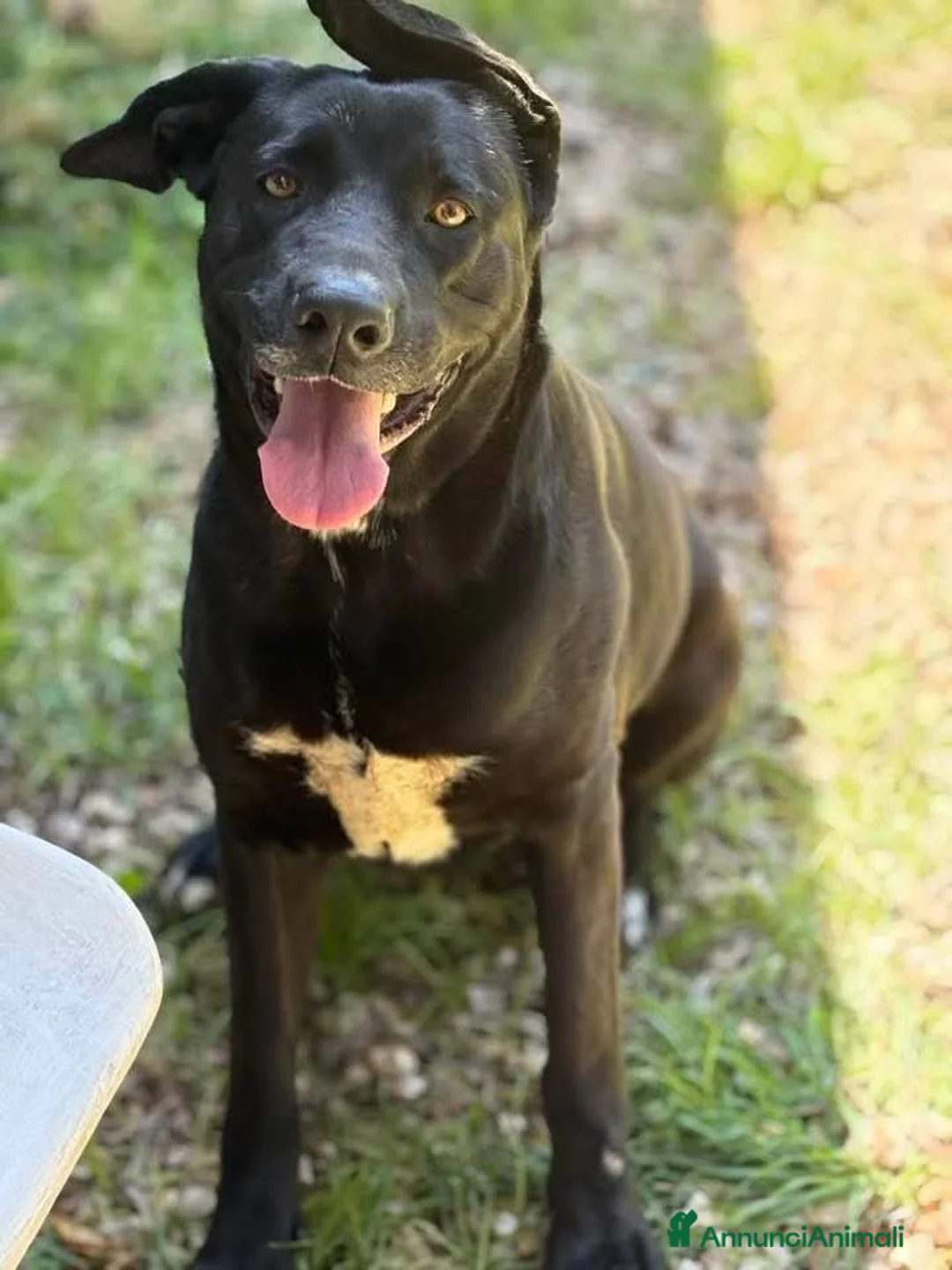 Meticcio cani in regalo: Dolcissima! bellissima! 2 anni  - Annuncio 12