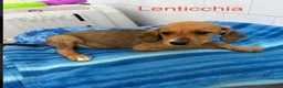 Meticcio cani in regalo: Cucciole femmine taglia medio contenuta - Annuncio 2