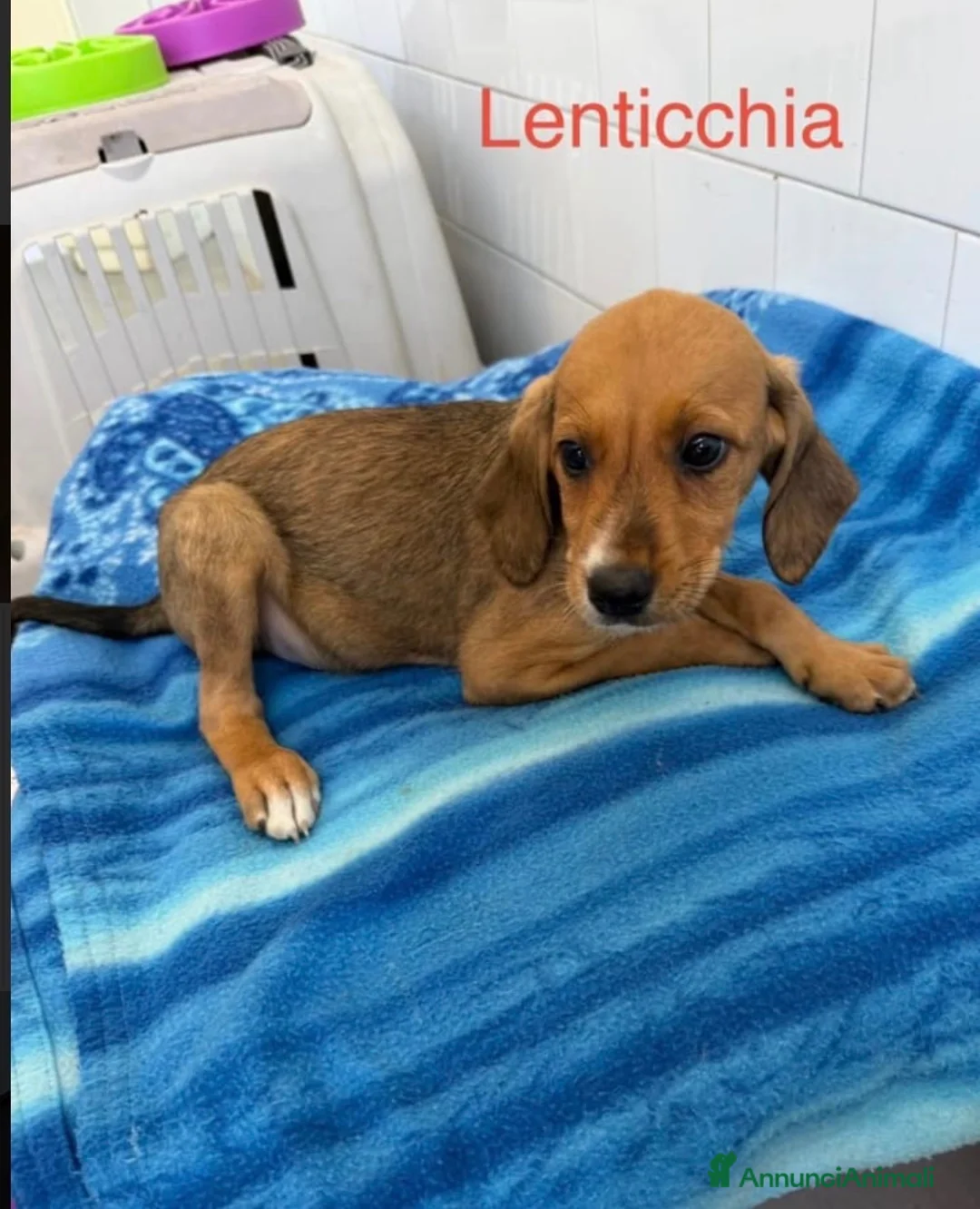Meticcio cani in regalo: Cucciole femmine taglia medio contenuta - Annuncio 2