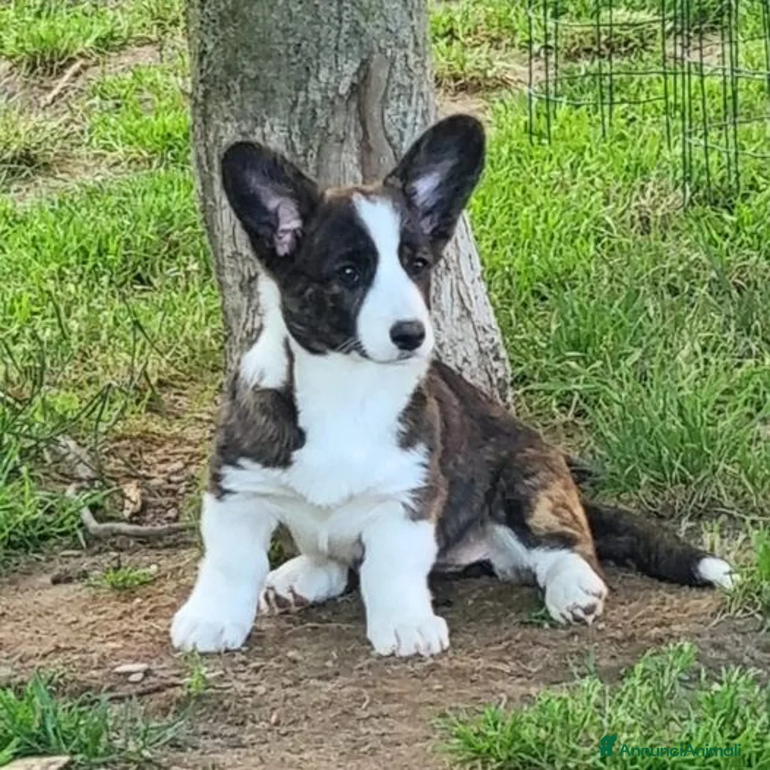 Immagine della galleria {{count}}