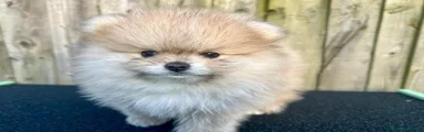 Volpino Pomerania 4