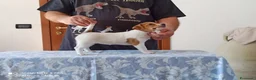 Jack Russell cani in vendita: Cucciolata jack Russell terrier con pedigree  - Annuncio 6