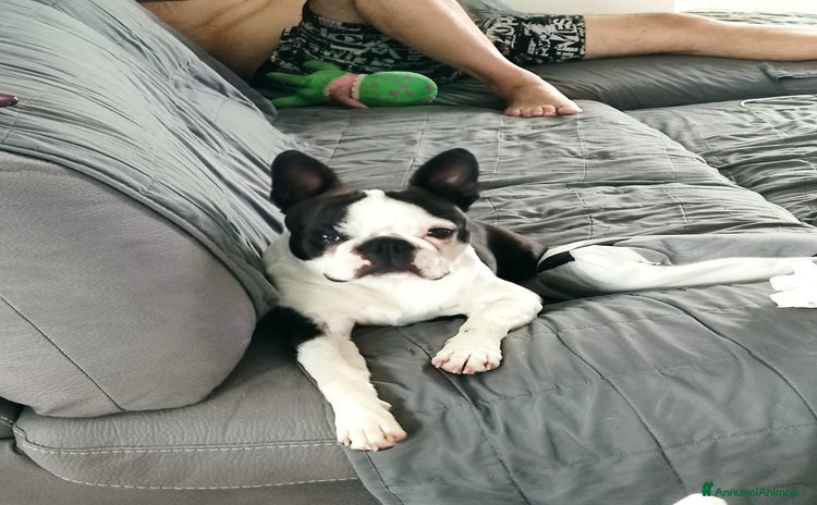 Boston Terrier cani a Provincia di Biella - Annuncio 17