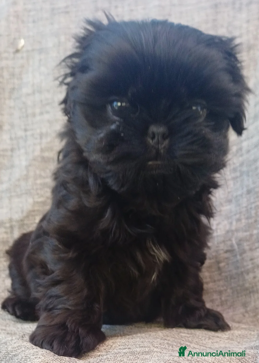 Shih Tzu cani in vendita: Cucciolo shih-tzu shitzu shihtzu con pedigree  - Annuncio 6