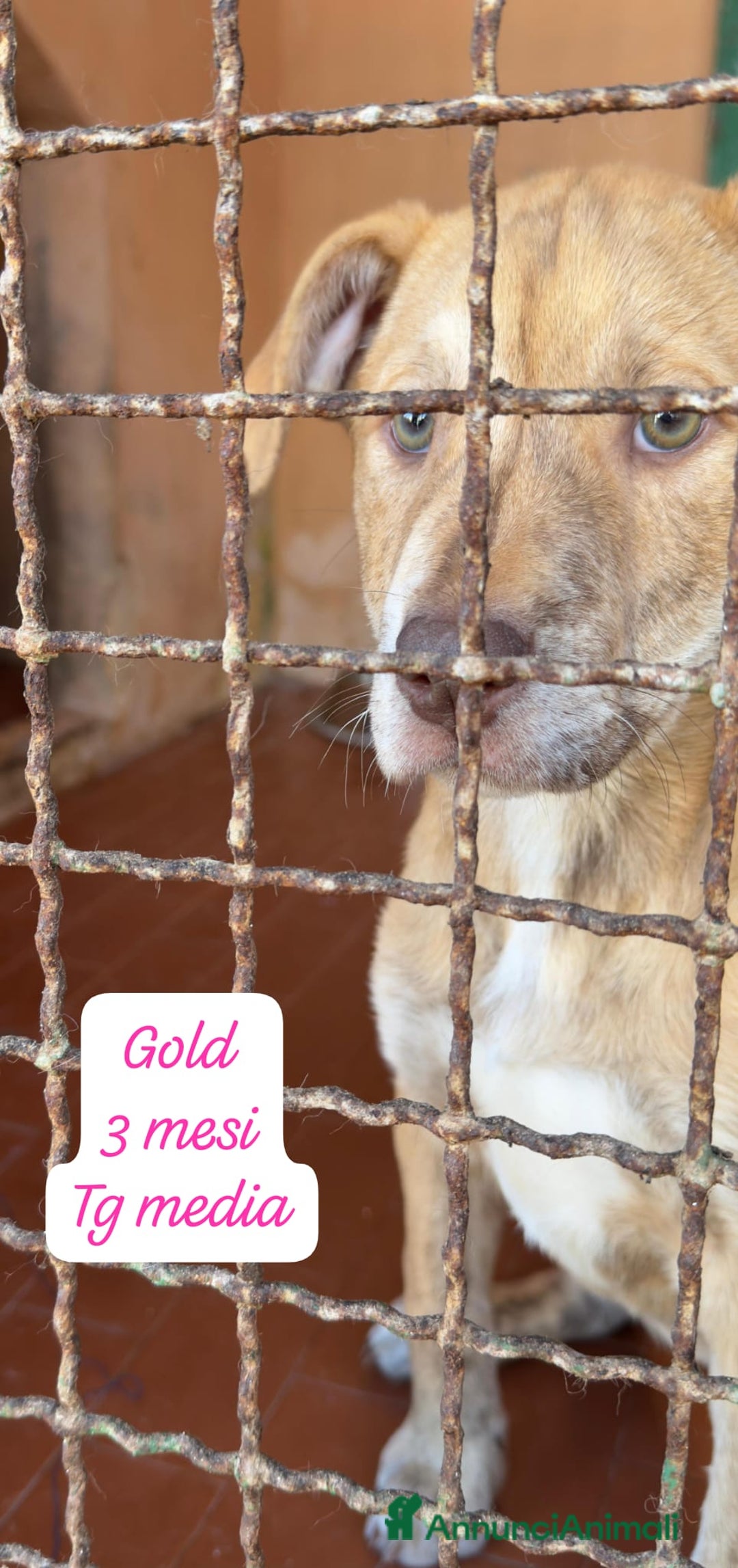 Meticcio cani in regalo: Tanti bellissimi cuccioli da salvare  - Annuncio 3