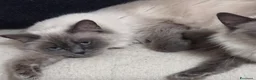 Ragdoll gatti in vendita: Ragdoll - Annuncio 3