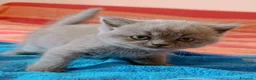 British gatti in vendita: British shorthair blu  - Annuncio 1