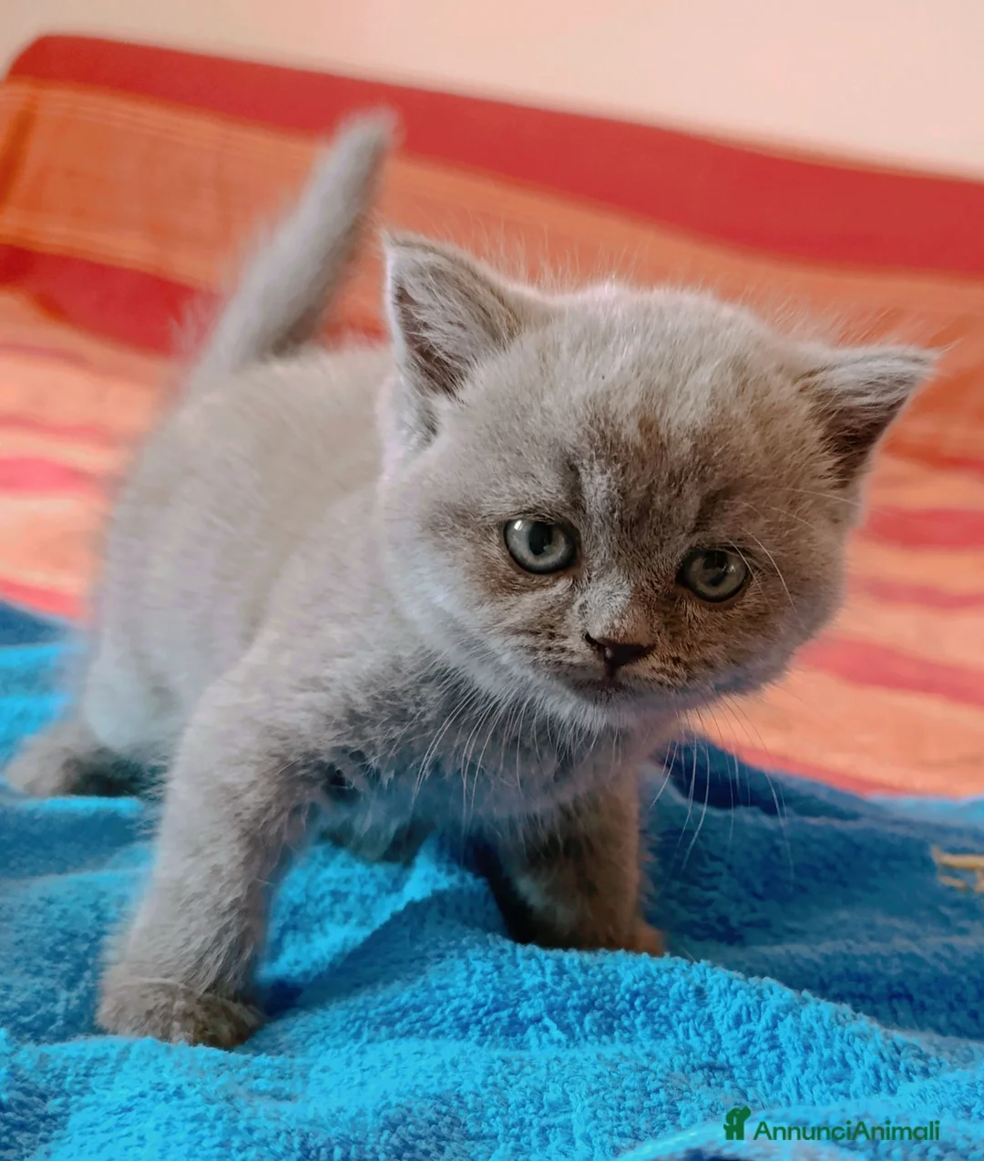 British gatti in vendita: British shorthair blu  - Annuncio 1
