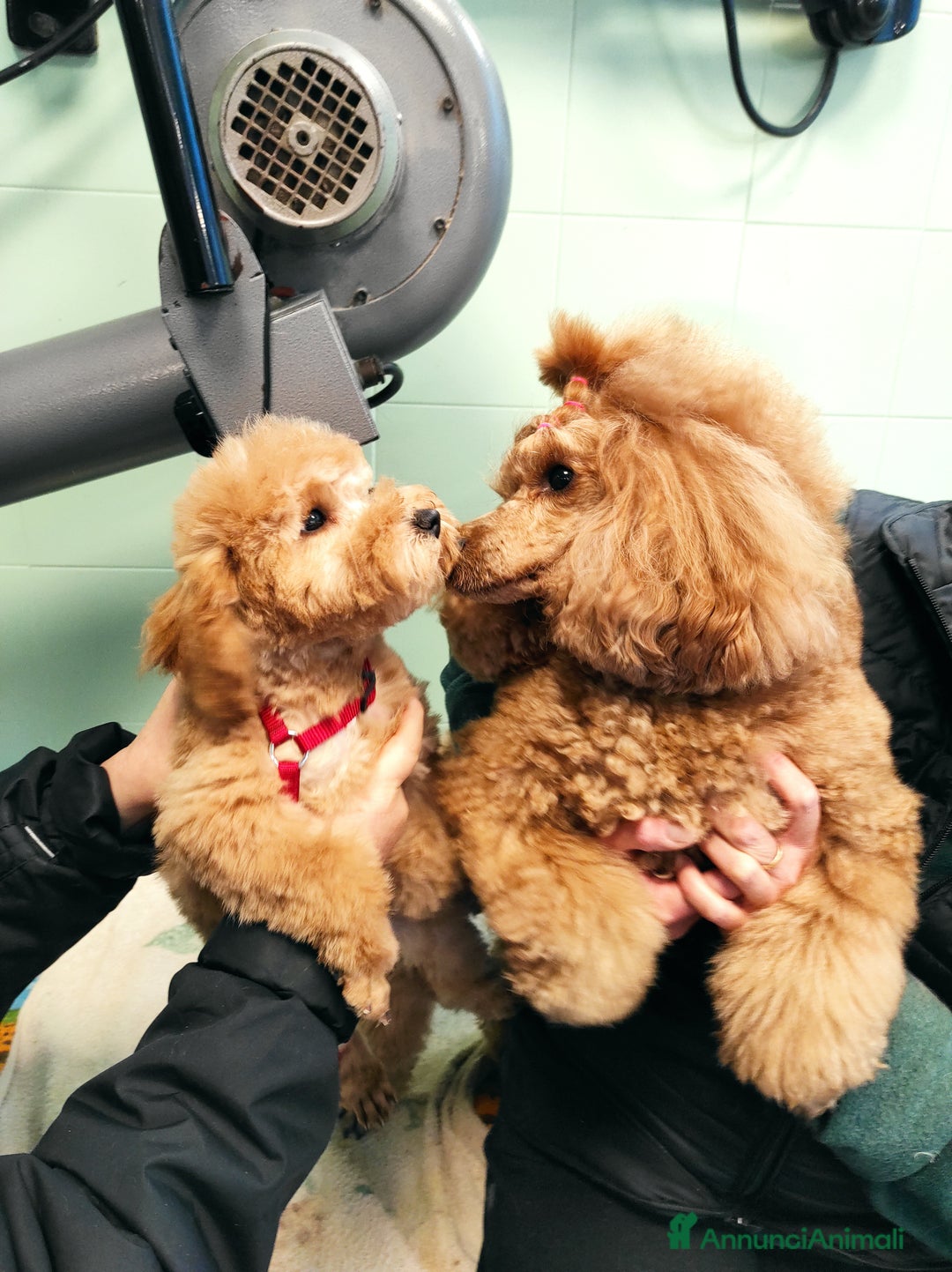 Immagine della galleria {{count}}