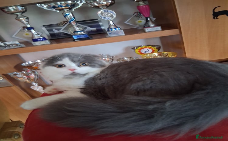 Scottish gatti - Annuncio 12