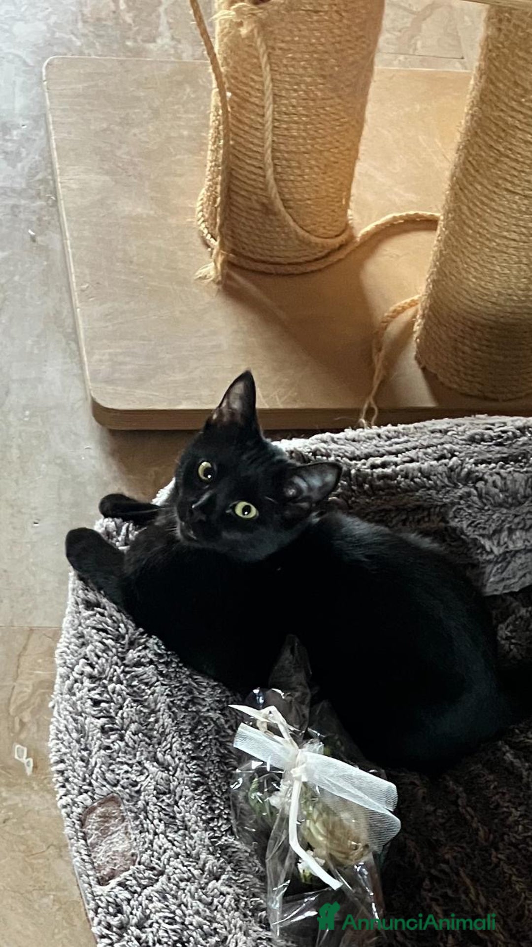 Meticcio gatti in regalo: MESSA PERENNEMENTE SUL BALCONE CON QUESTO FREDDO!! - Annuncio 2