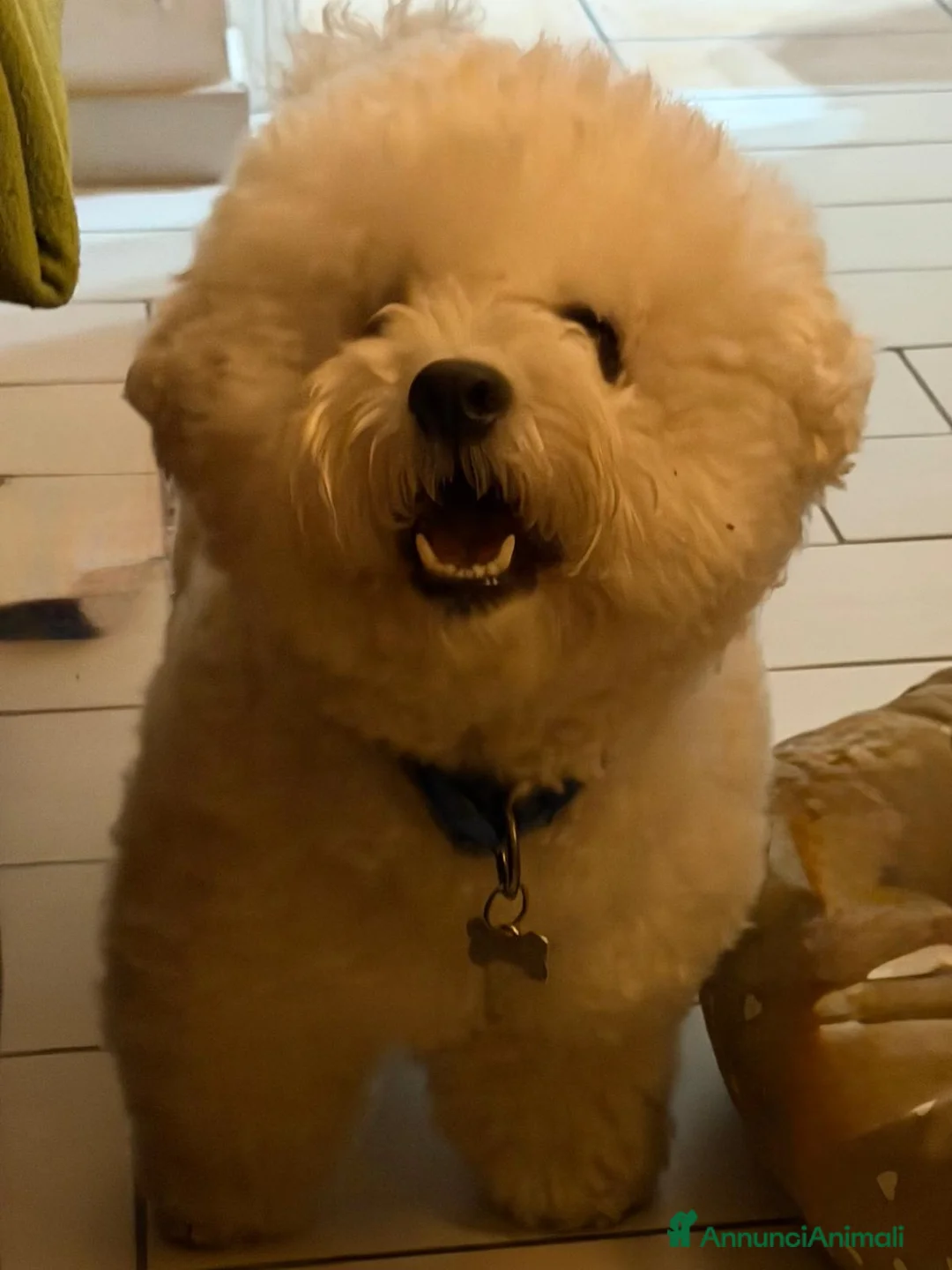 Bichon cani in vendita: Cuccioli Bichon Frisee - Annuncio 1