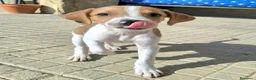 Meticcio cani in regalo: Zack 2 mesi taglia media piccola  - Annuncio 5