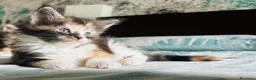 Maine Coon gatti in vendita: Maine Coon con pedigree  - Annuncio 7