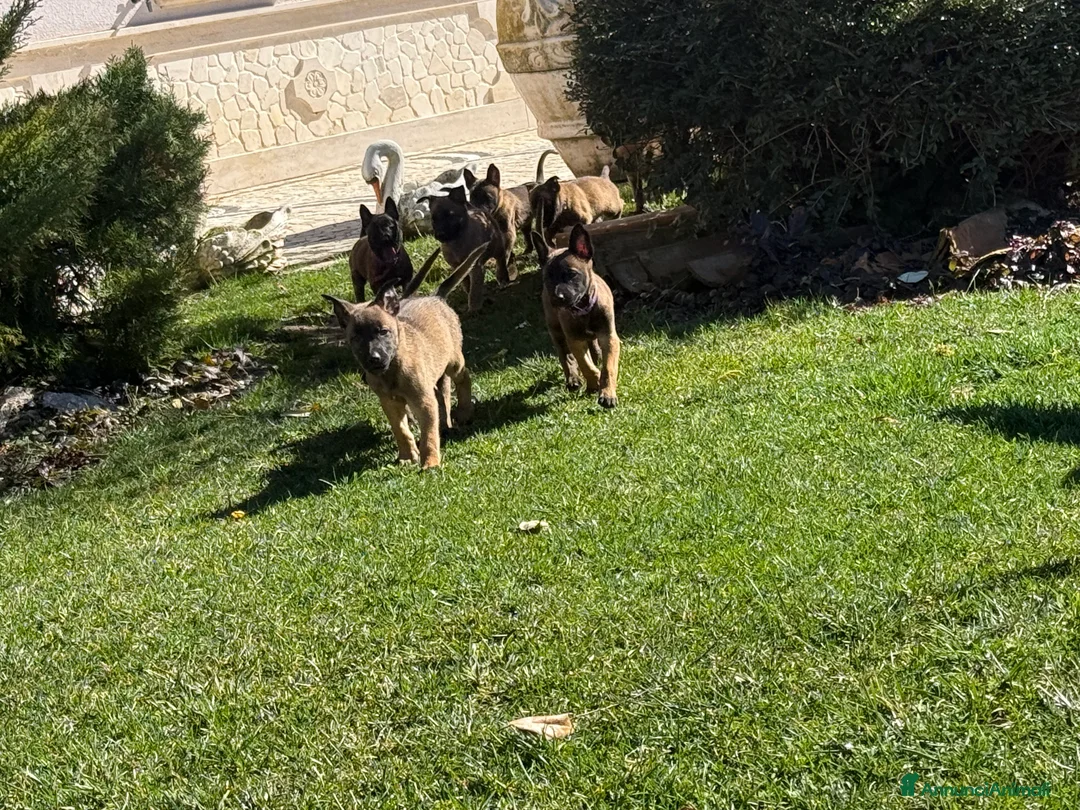 Pastore Belga cani in vendita: Pastore Belga Malinois a Provincia dell'Aquila - Annuncio 11